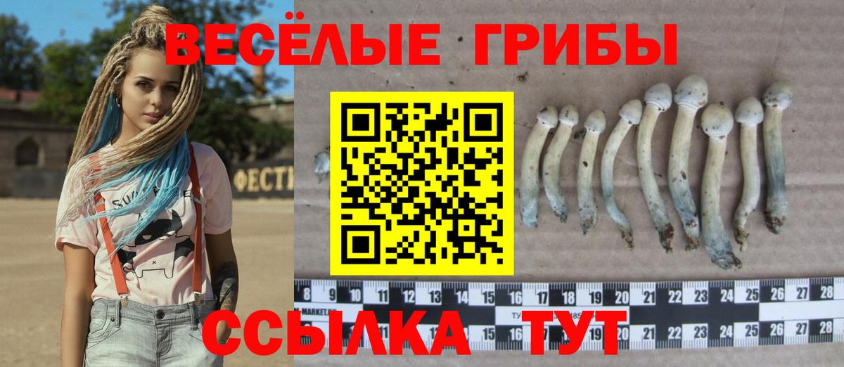 Галлюциногенные грибы Cubensis Белореченск